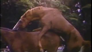 7196 Seduzida Por um Cavalo - Seduzida Por um Cavalo-8