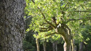 Cherry Outdoor Pet Sex Clip Video Porn Download Mp4-7