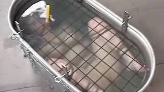 2002.02.02 - Asphix (Asphyxiation Fix) Betty Video Sex D...-8