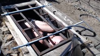 Greyhound Gets The Box - 08.26.19 Video Sex Download Porn-2