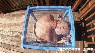 adult clip 27 Bondage Life – Tiny Cage Rachel Greyhound - bondage - fetish porn indian feet femdom-5