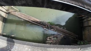 60Fps I found a Monitor Lizard in Bangkok Thailand-3