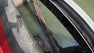60Fps I found a Monitor Lizard in Bangkok Thailand-4