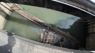60Fps I found a Monitor Lizard in Bangkok Thailand-5