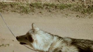 free video 31 [ShowyBeauty] Gloria - Forest Walk, ladyboy hardcore on hardcore porn -1